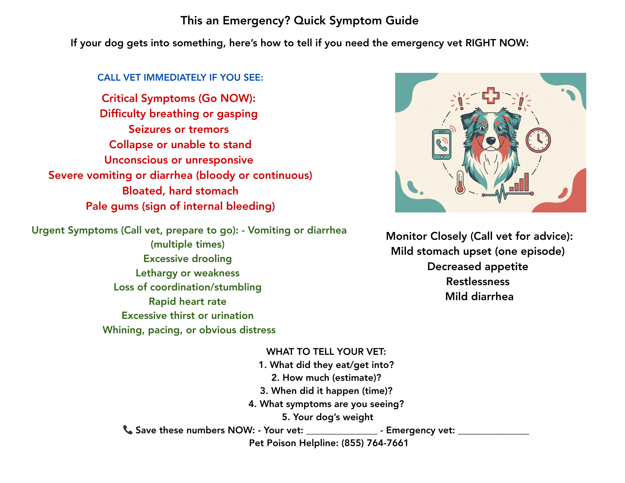 Holiday Dog Safety Guide